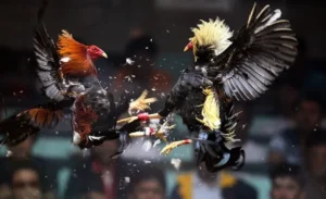 Hướng Dẫn Chơi Đá Gà Sabong Tại W388 Chuẩn Phong Cách Philippines