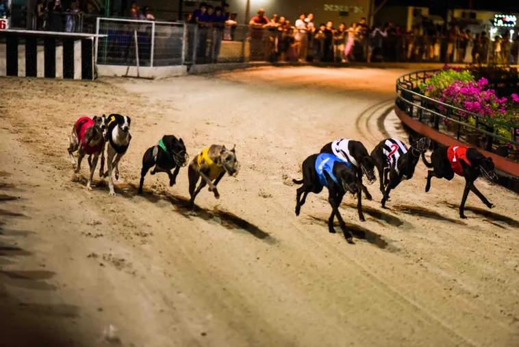 Hướng Dẫn Chơi Nhanh Đua Chó Tại W388 Thắng Đậm Mỗi Ngày 2 Hướng Dẫn Chơi Nhanh Đua Chó Tại W388 Thắng Đậm Mỗi Ngày